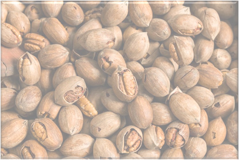 Pecan Picking Masters Touch Tours