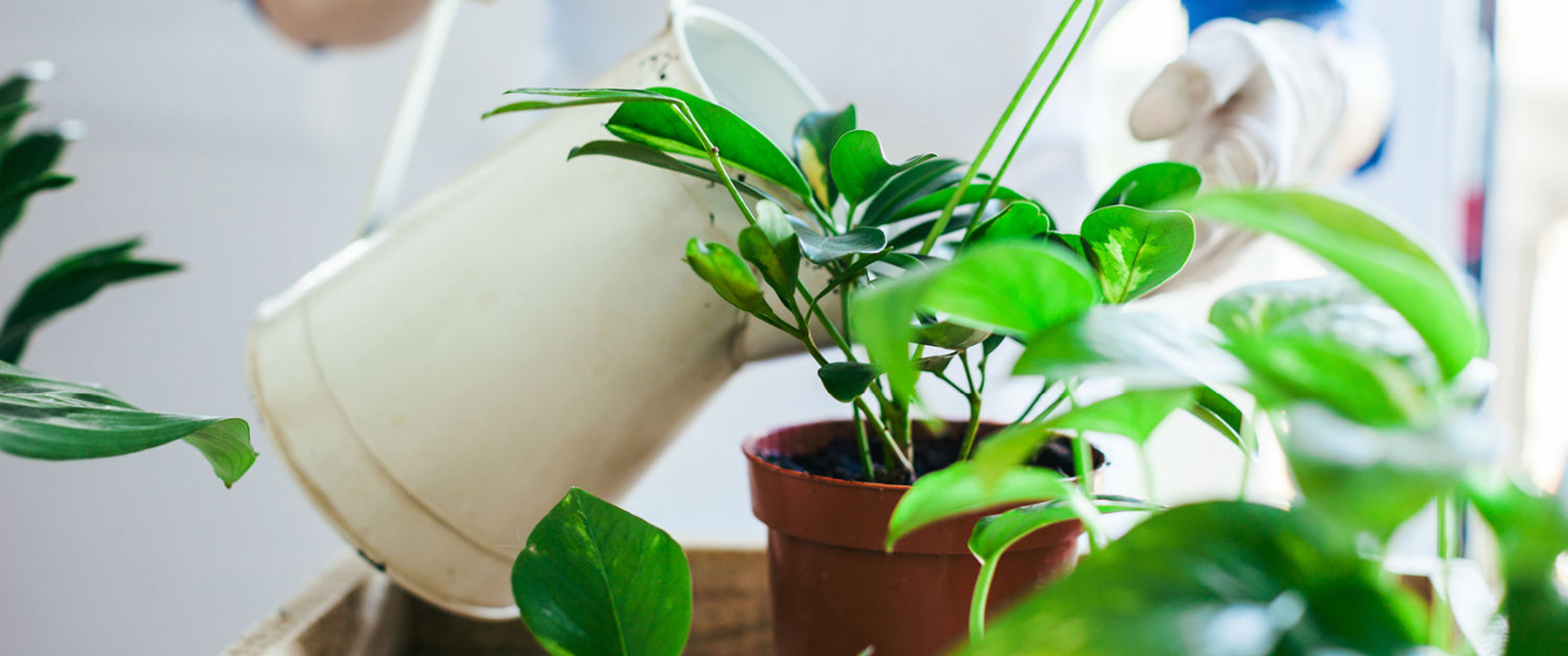 How to Remove Mold from Houseplants & Prevent Future Mold Development
