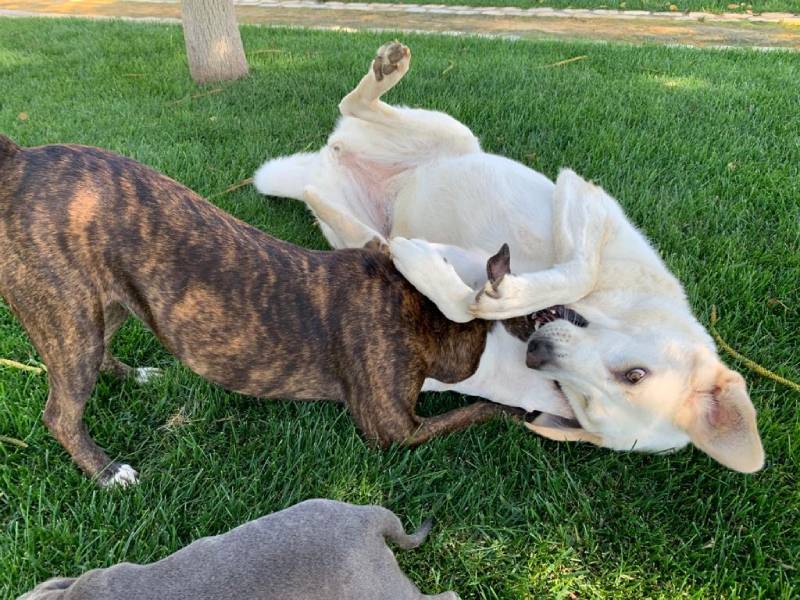 Why Do Mastiffs Have Loose Skin? [Dog Jowls Explained]