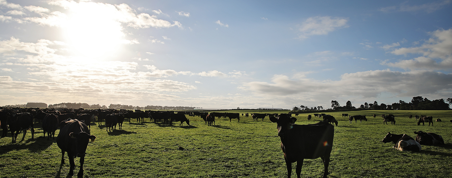Mataura Valley Milk