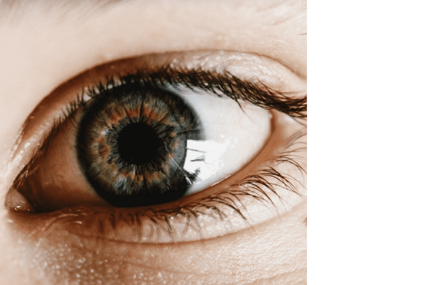 Best Optometry Technician Degrees Top Ranked Colleges MatchCollege