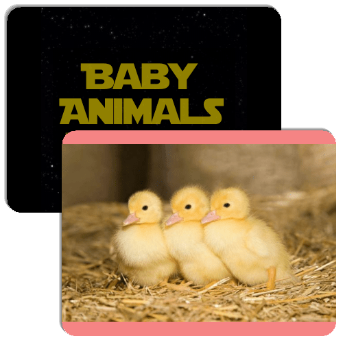 Baby Animals World Match The Memory