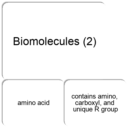 Biomolecules (2) Match The Memory