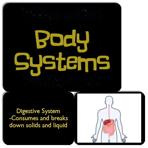 Body Systems Match The Memory