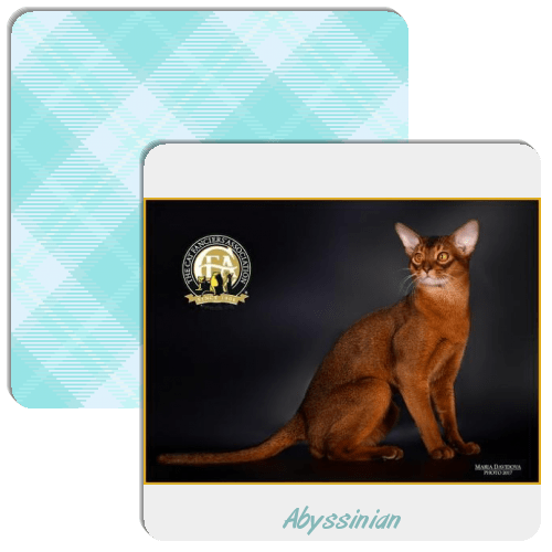 Cat Breeds Match The Memory