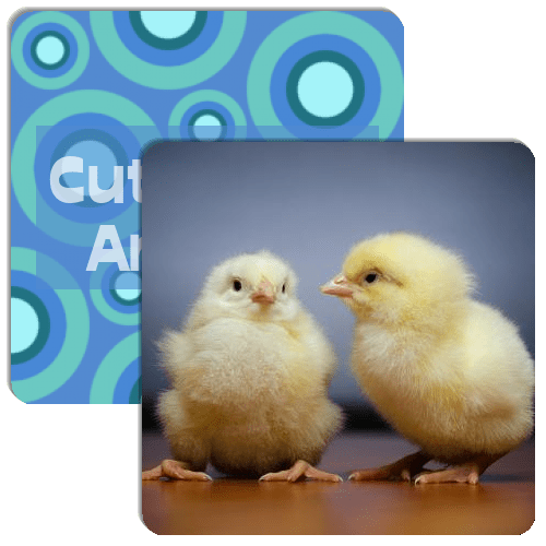 Cute Baby Animals Match The Memory