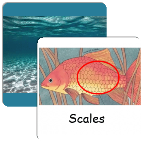 Parts of a Fish Match The Memory