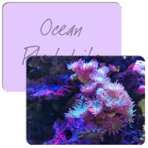 Ocean Plant Life Match The Memory