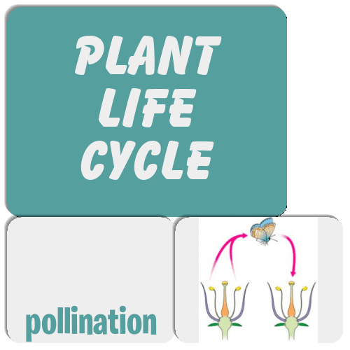 Plant life cycle Match The Memory