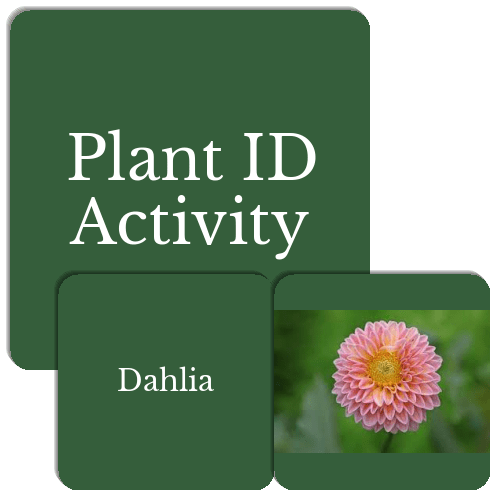 Plant ID Activity Match The Memory