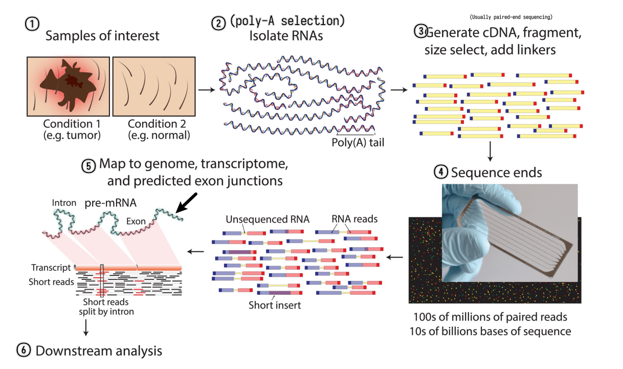 Transcriptomics I Notes ETH Zürich