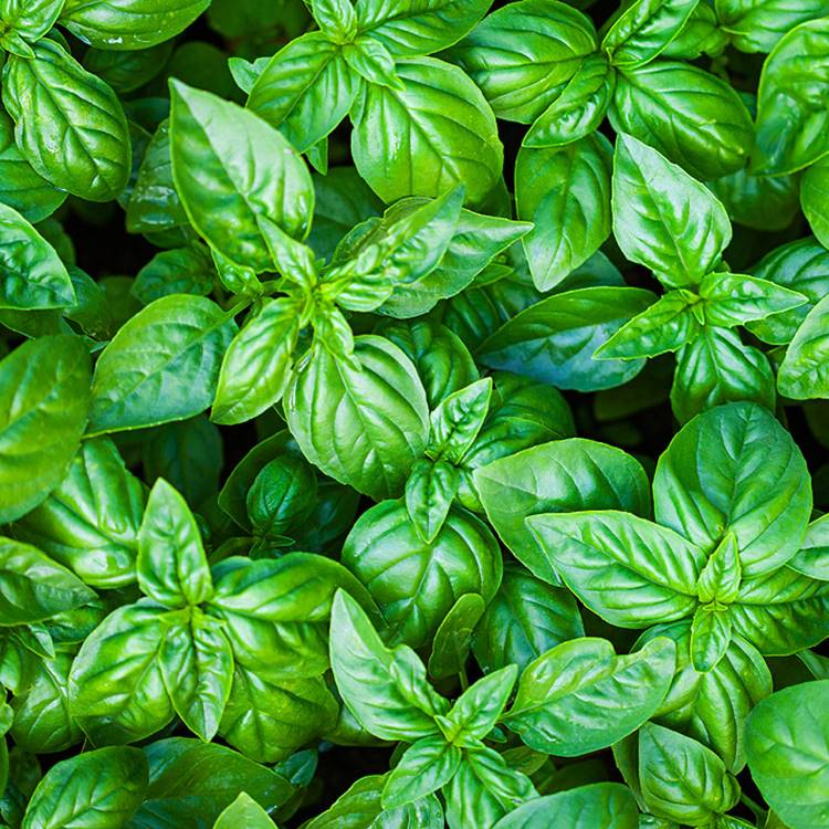 Basil Materia Aromatica
