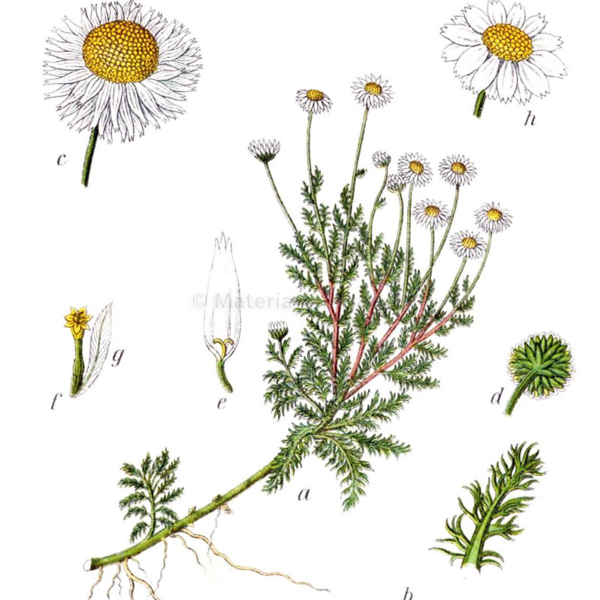 Chamomile, German Materia Aromatica