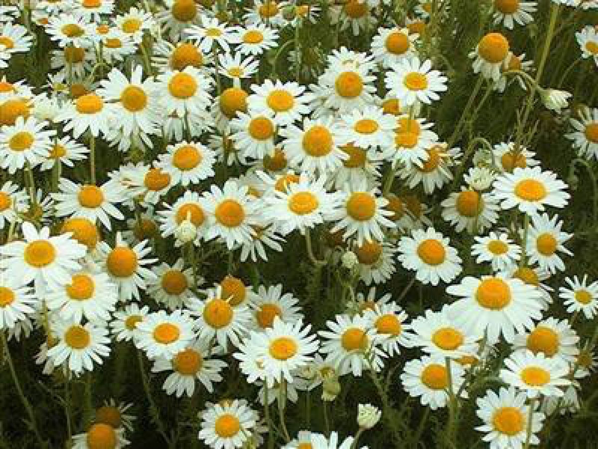 Chamomile, German Materia Aromatica