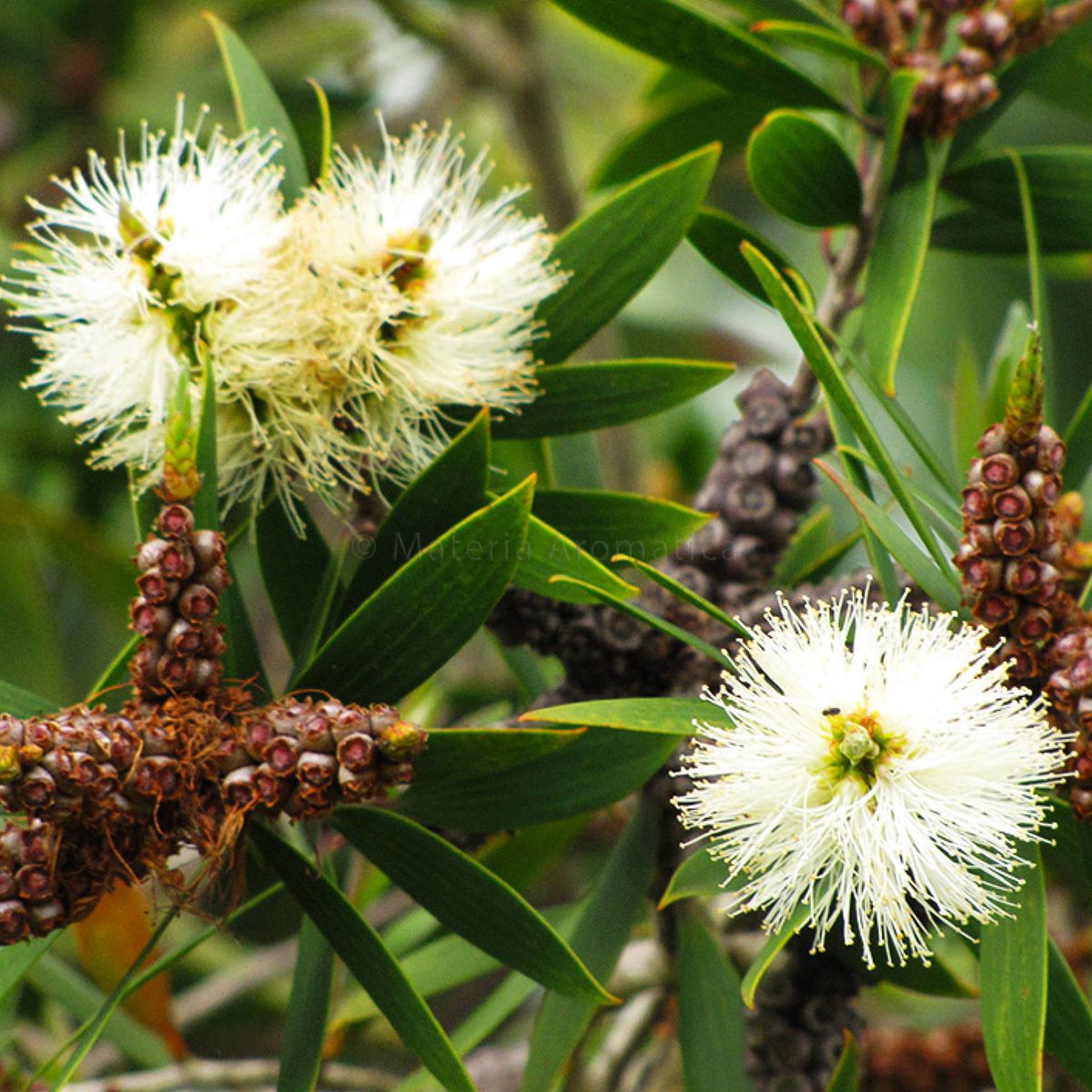 Niaouli Materia Aromatica