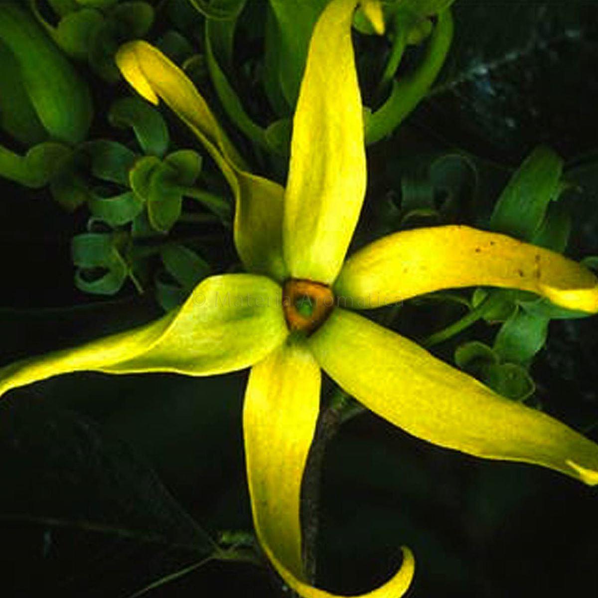 Ylang Ylang, Complete Materia Aromatica