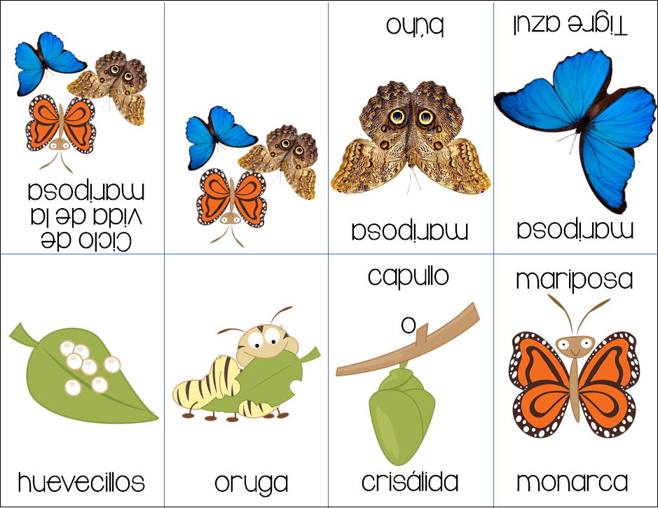 Fabuloso mini libro del ciclo de vida de las mariposas Material Educativo