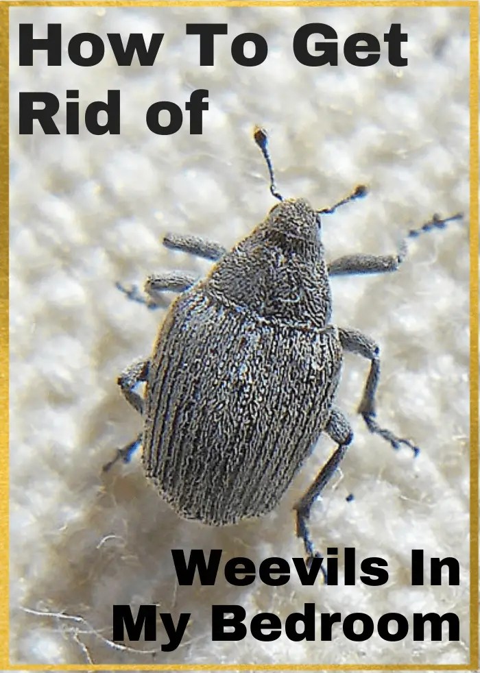 How Do I Get Rid Of Weevils In My Bedroom Thinkervine