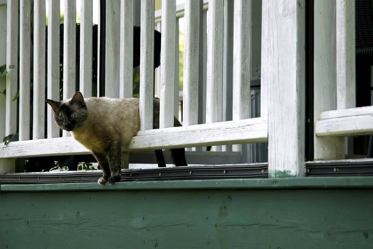 How Do You Keep Cats Off My Porch at Chasity Dandridge blog