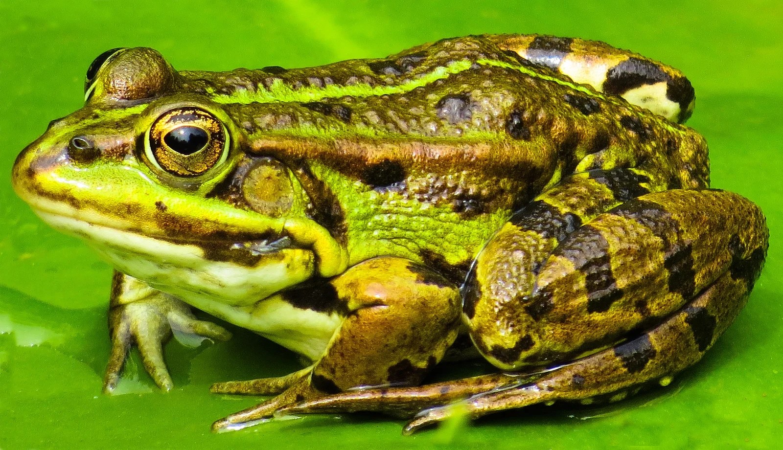 Katak Materi Kimia