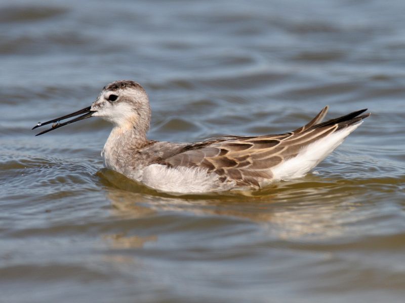 Capillary feeding in shorebirds