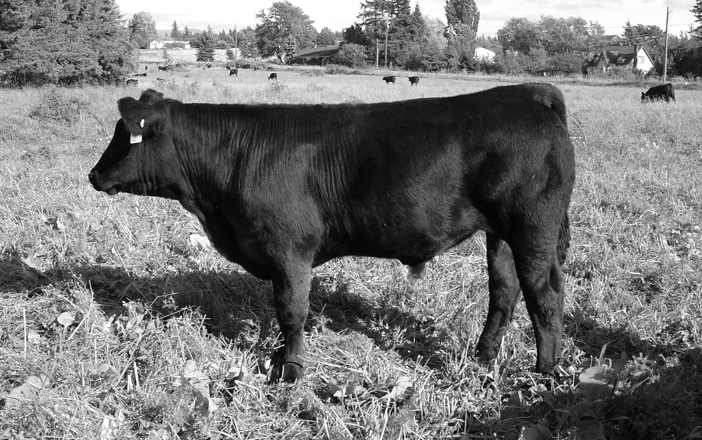 Western Harvest Showcase Sale Grass Fed BeefMatheson Farms