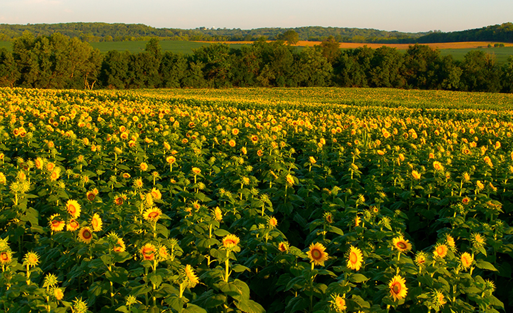 About Manhattan, KS Mathis Lueker Real Estate