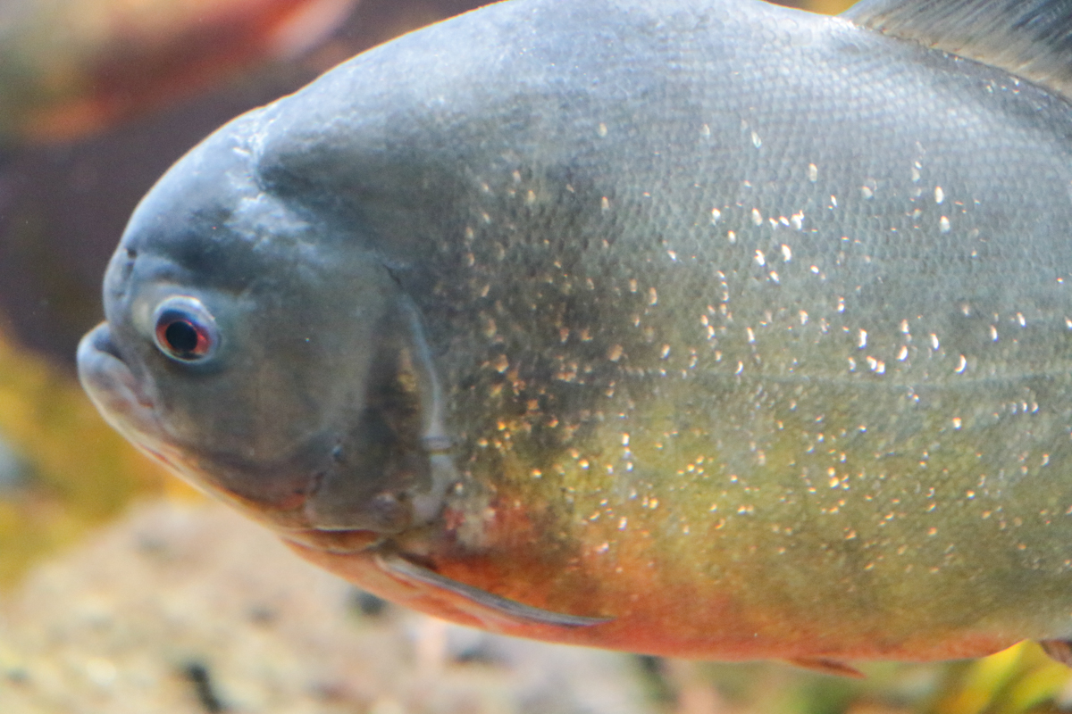 夏の淡水魚 MATHRAX Lab