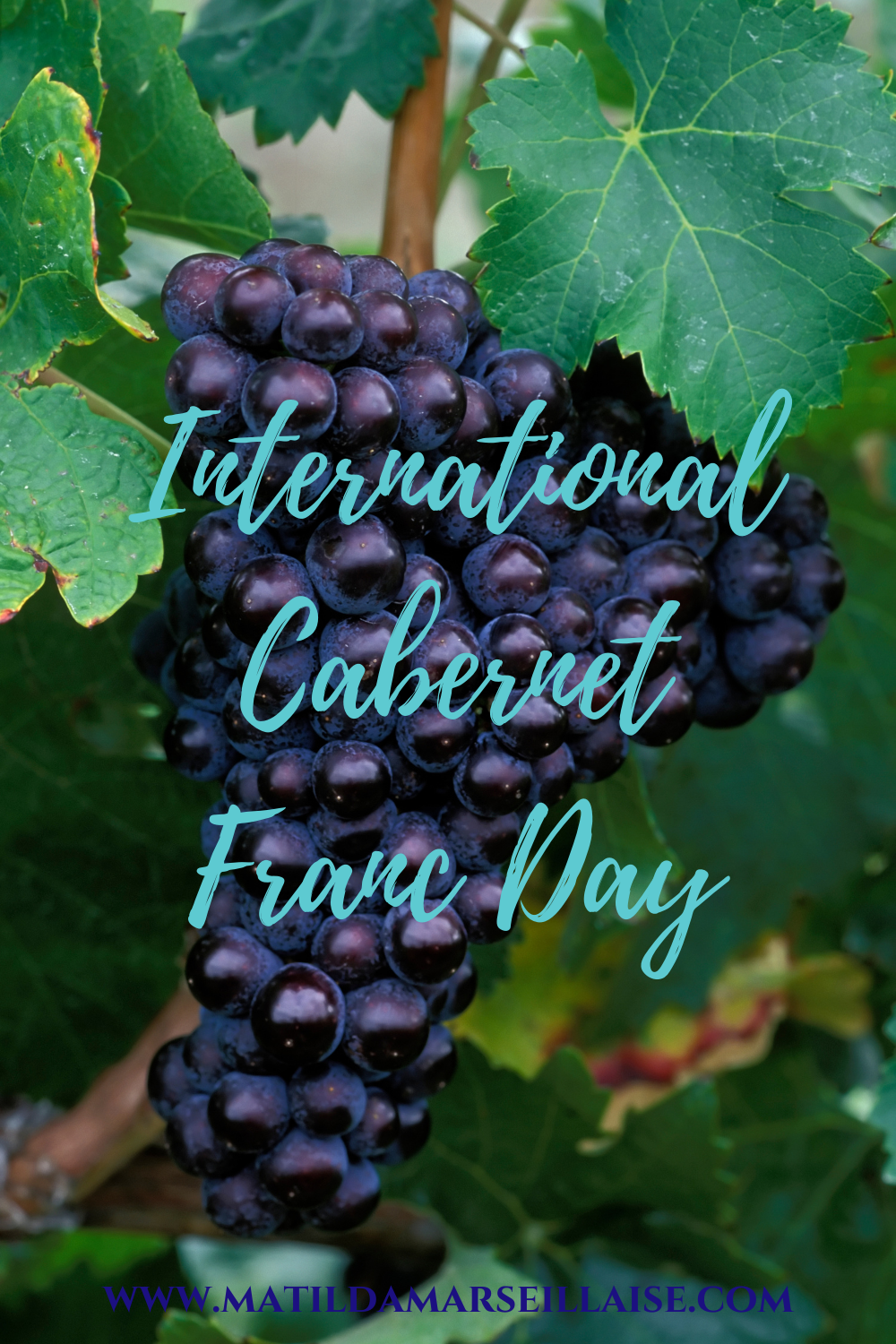 international cabernet day 2023 International Franc Day is today! Matilda Marseillaise