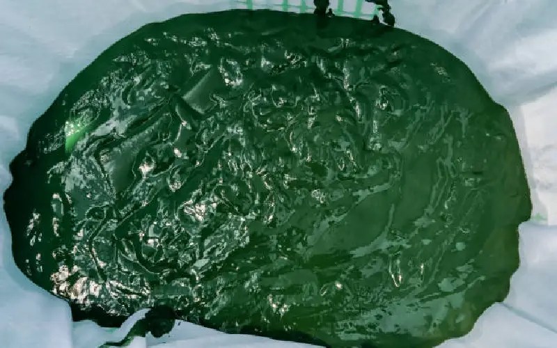 Get Started With Spirulina Cultivation Equipment