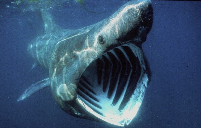 最強に不気味で怖い生物深海魚ほか危険生物5選 まとめいく [ matomake ]