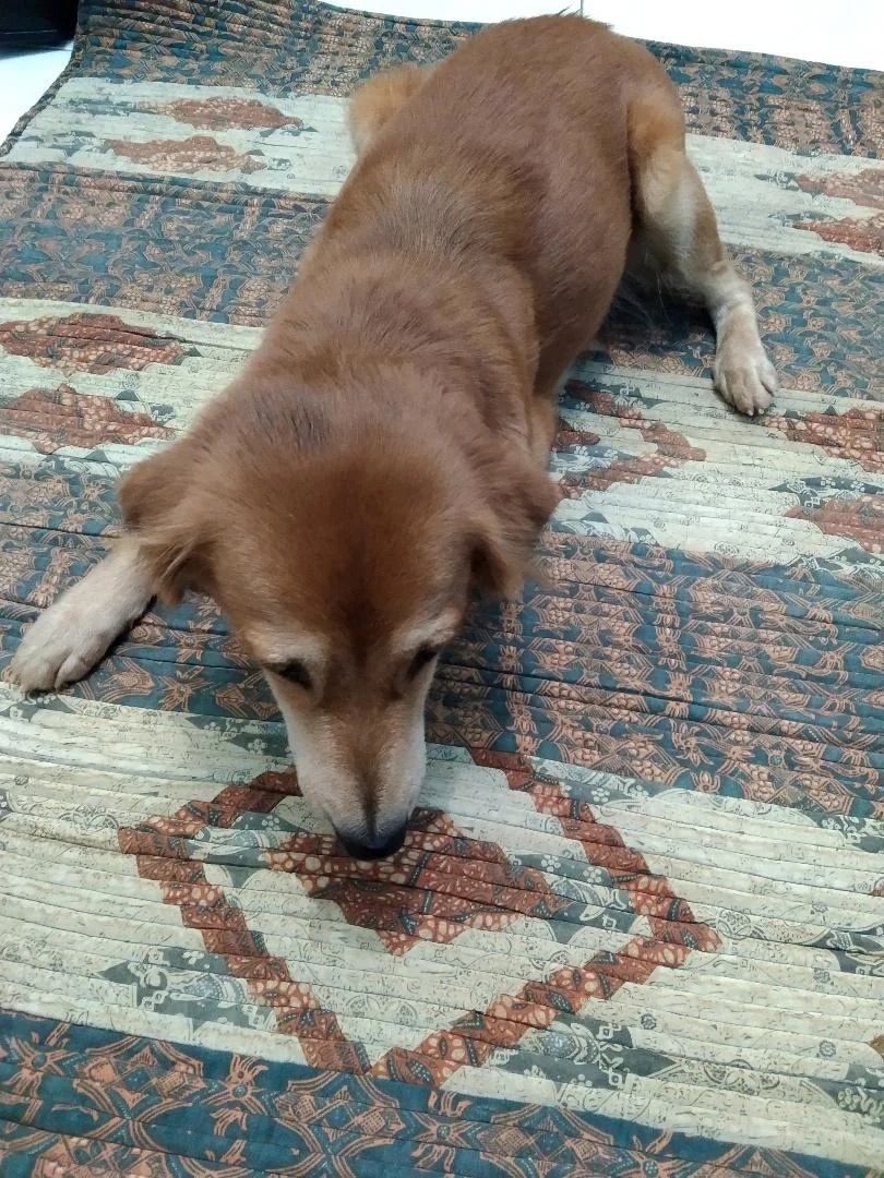 Anjing Mahal, Seharga Kendaraan? - Matra