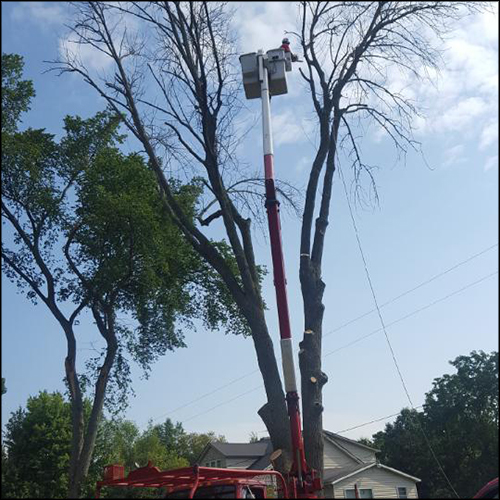 MATtreeremovalgallery32 M&A All Seasons Tree Service