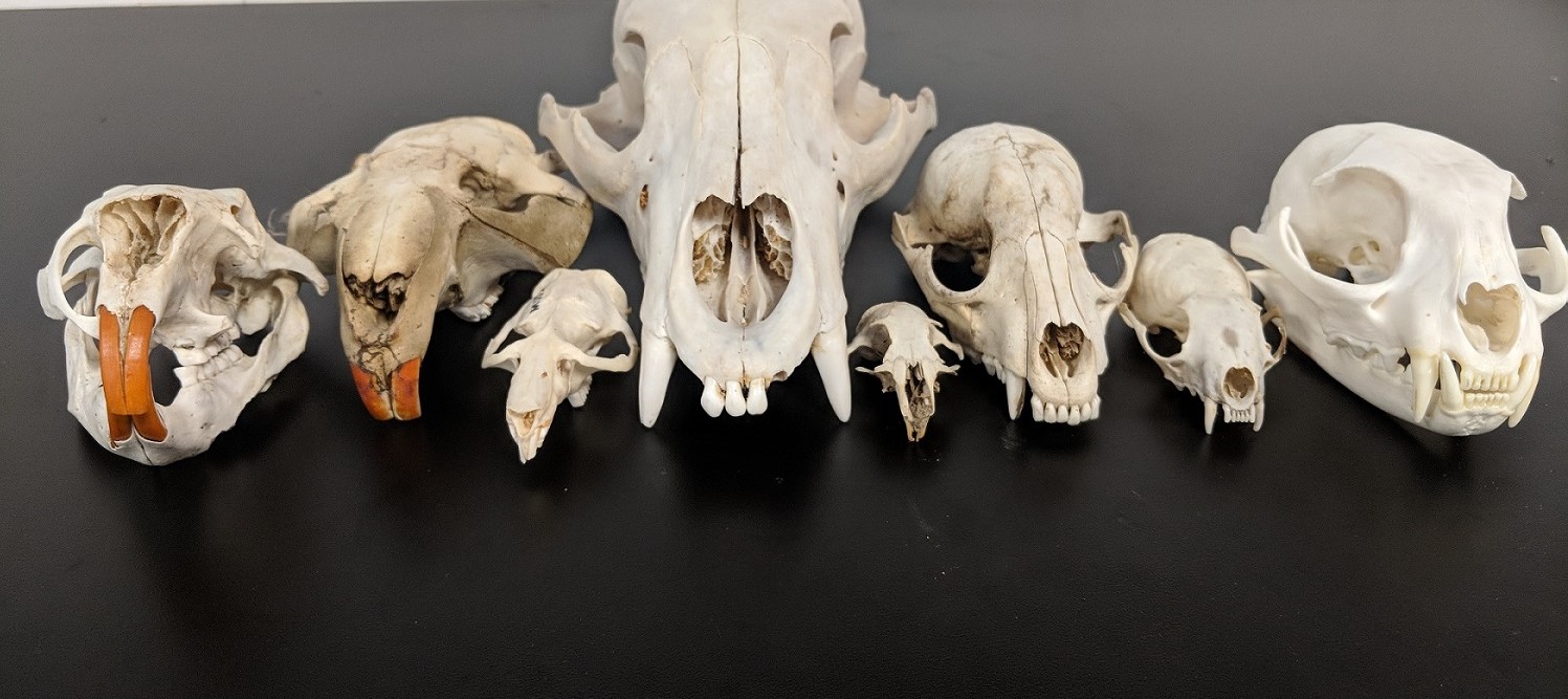 Skulls_cropped Matson's Laboratory