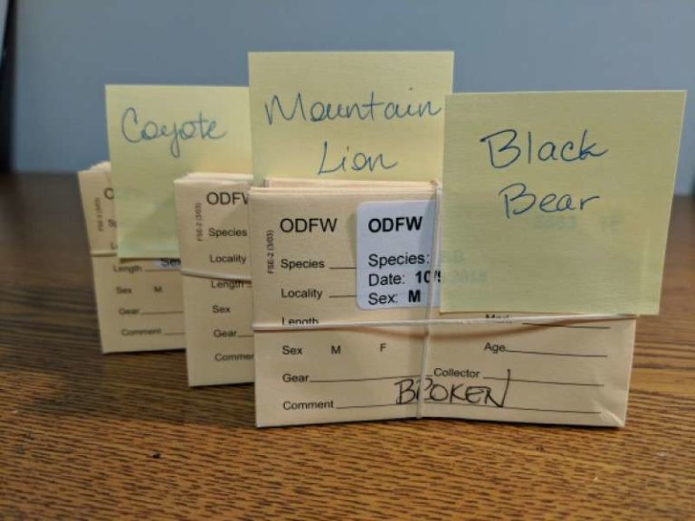 Matson's Lab is Where to Send Deer Teeth for Aging Matson's Laboratory