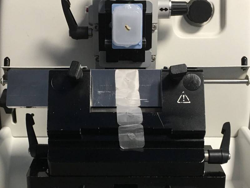 Cementum Annuli Deer Aging Matson's Laboratory