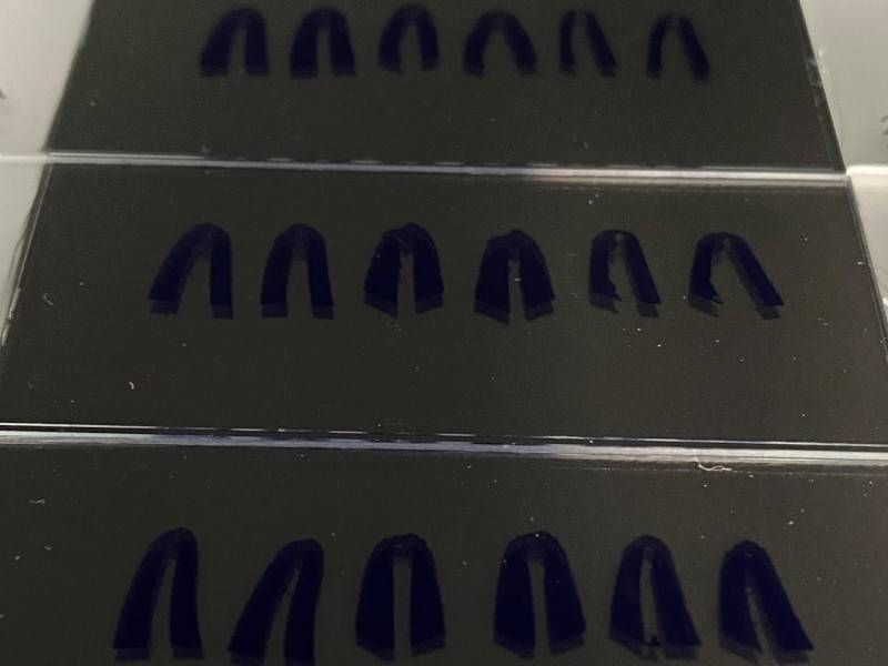 Cementum Annuli Deer Aging Matson's Laboratory