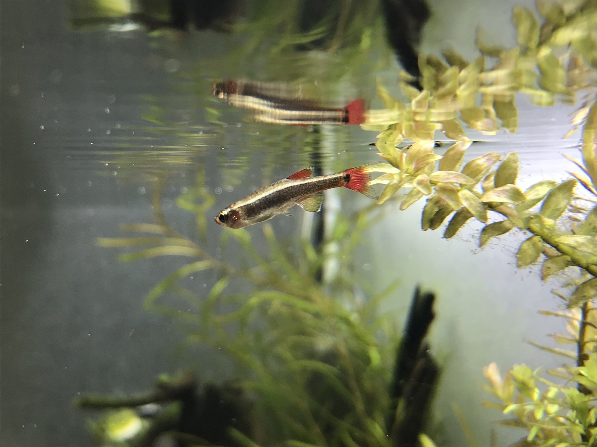 メダカ アカヒレ どっちが丈夫 237941メダカ アカヒレ どっちが丈夫 jpimagesluongpat