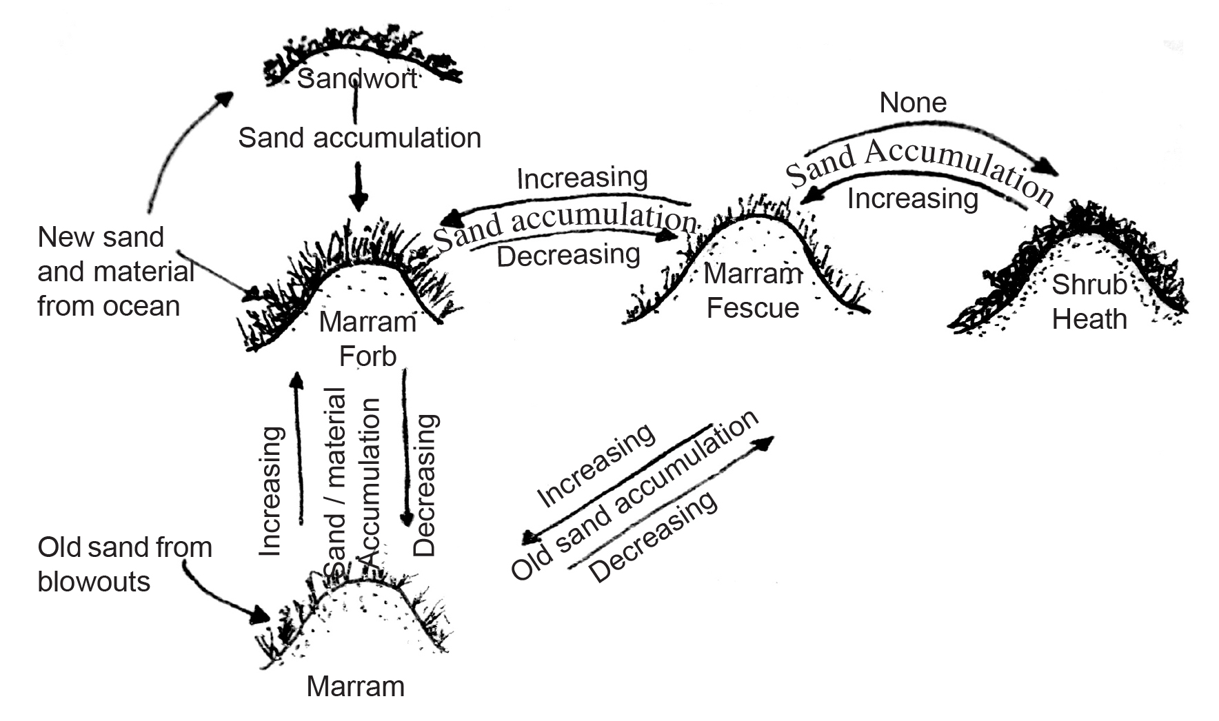[DIAGRAM] Explain The Water Cycle Wing With Suitable Diagram