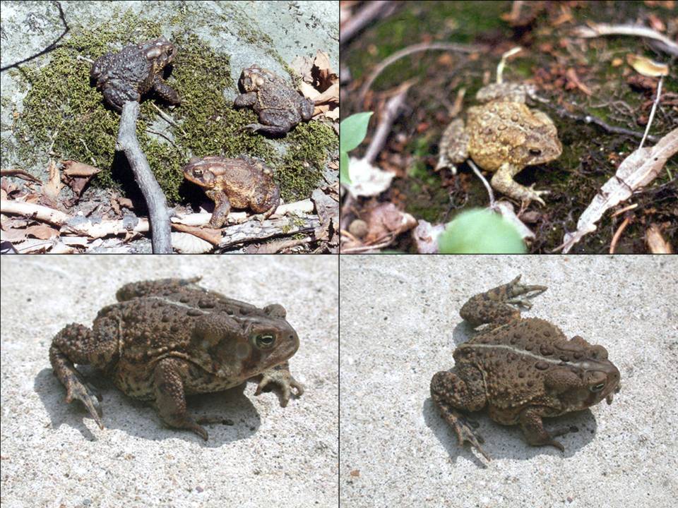 Matthew Bolek, Amphibian Parasitology, Nematomorpha, Trematoda