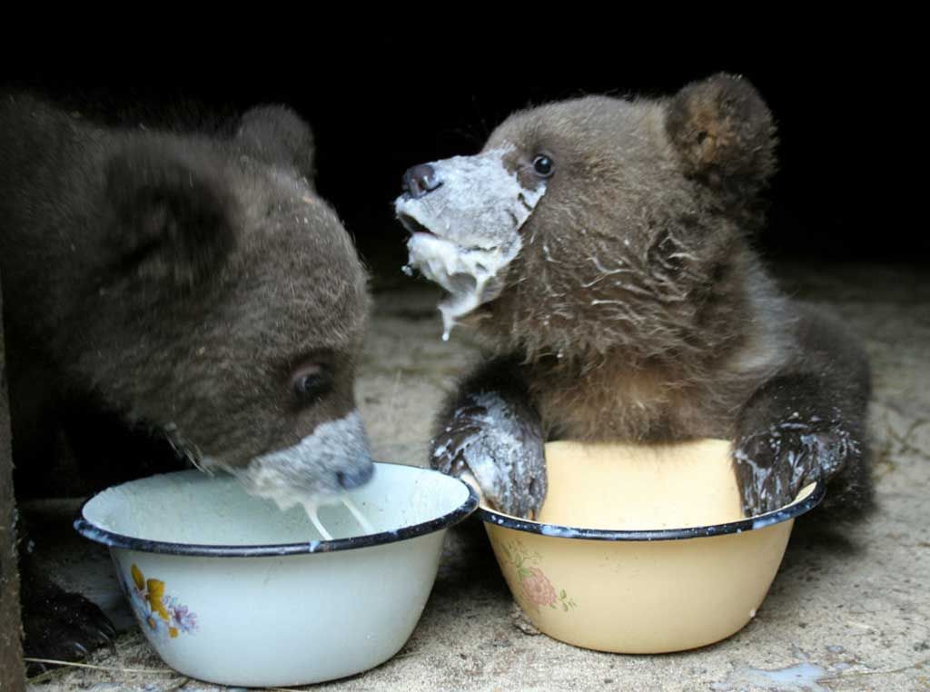 BabyBearPorridge Matthew Boyd Physio