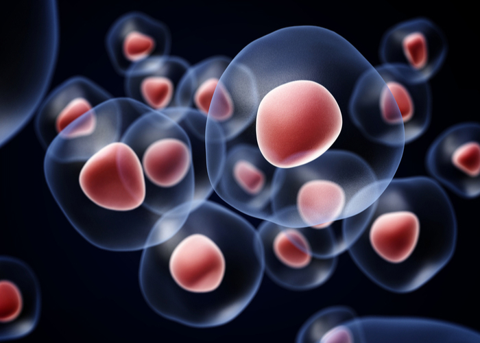 Orthopedic Stem Cell Therapy Uses of Stem Cells Denver, Vail, Aspen, Colorado Springs CO