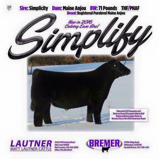 Simplify! The 2016 Maine Anjou Show Bull Of The Year! Matt Lautner