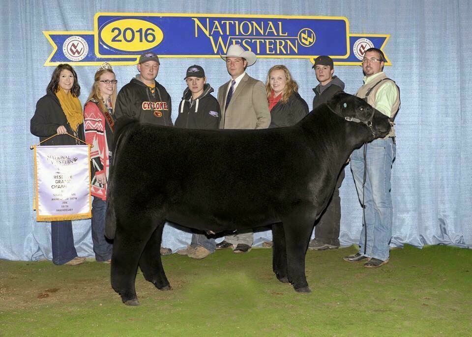 Simplify! The 2016 Maine Anjou Show Bull Of The Year! Matt Lautner Cattle
