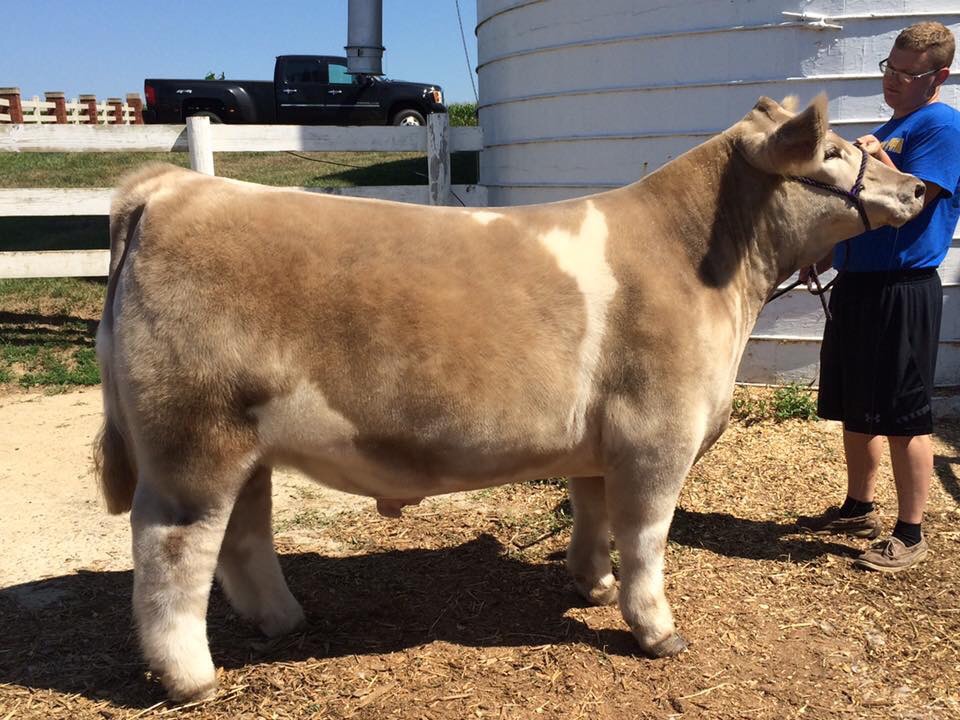 Headed To Ohio State Fair Market Steer Show On Saturday! Matt Lautner