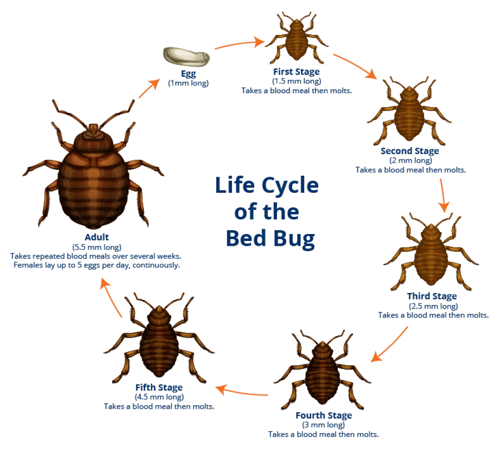 How Much Does It Cost To Treat For Bed Bugs at Paula Rowe blog