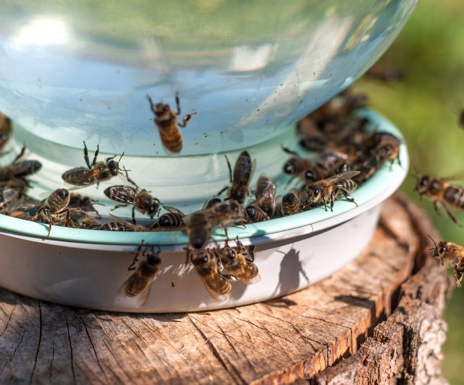 Why Matt's Bees? Why you should go to Matt's Bees for raw local honey