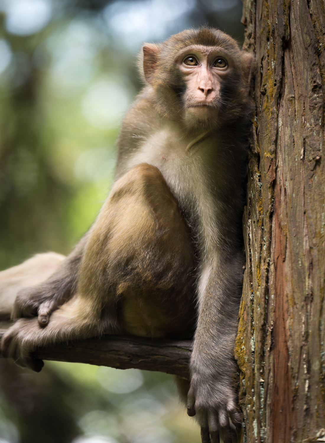 Macaque Monkey - Professional Photographer in Cleveland