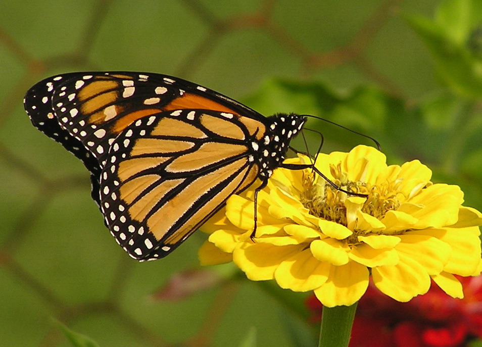 Butterflies in the garden MATTHEW'S ISLAND