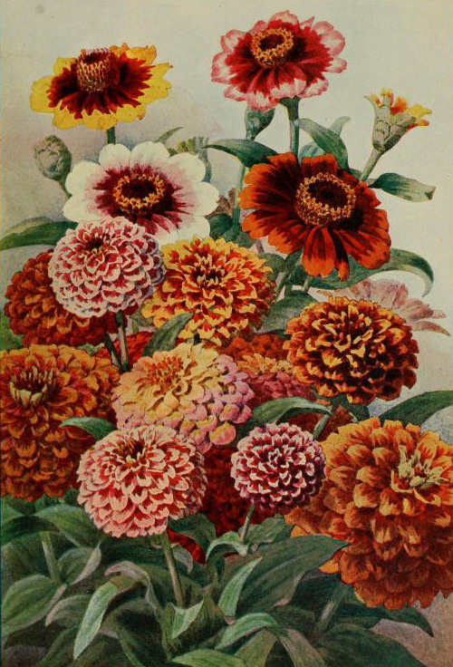 Vintage Zinnias MATTHEW'S ISLAND